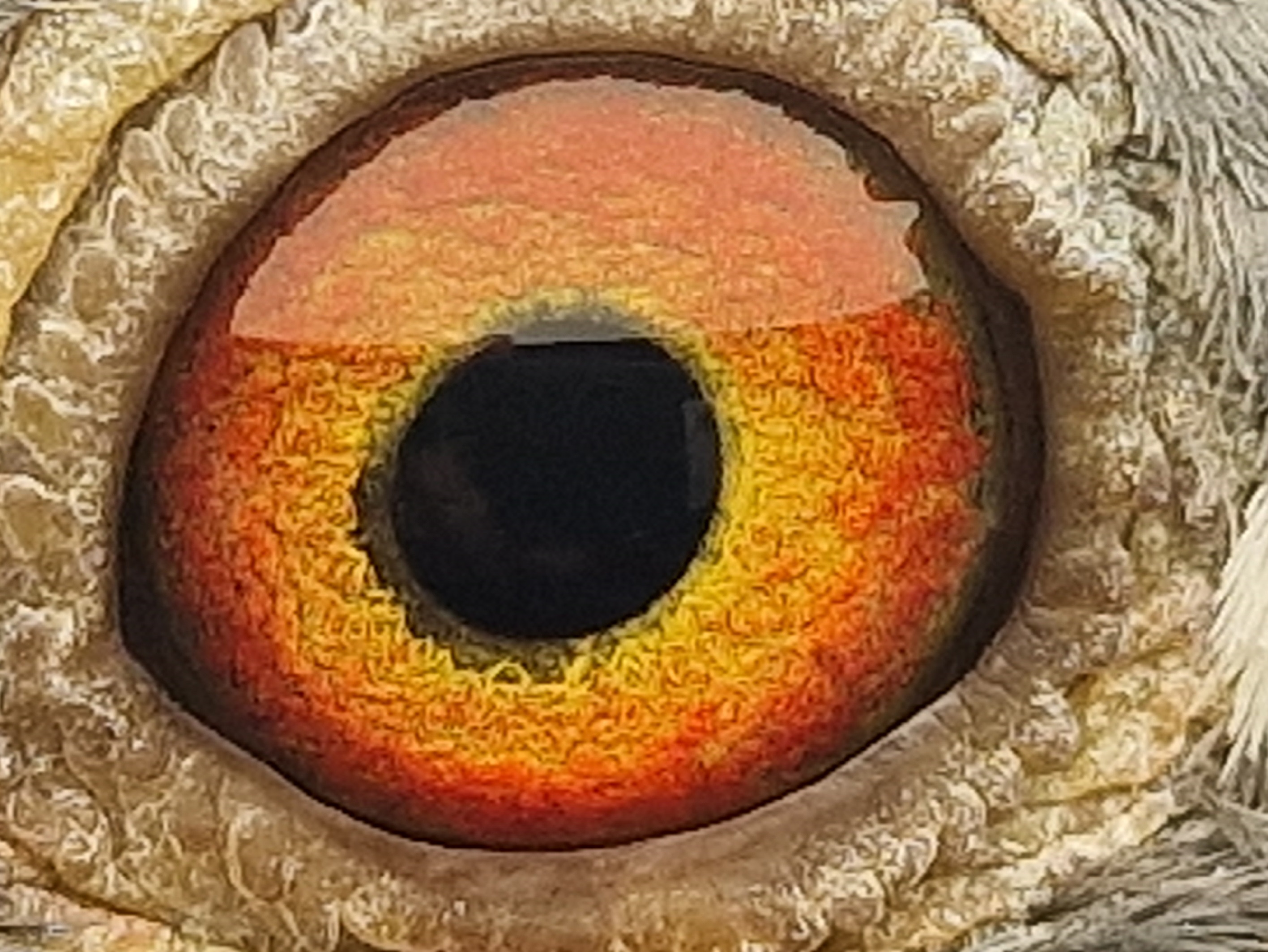 Pigeon eye